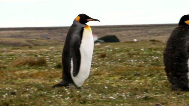 King penguin walking to his friends