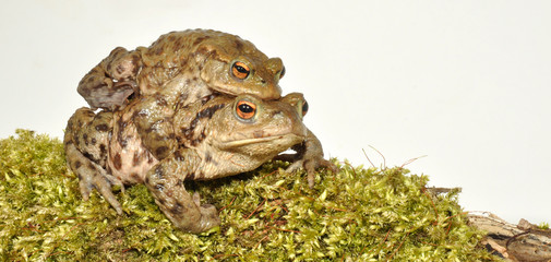 Male And Female Common Toads