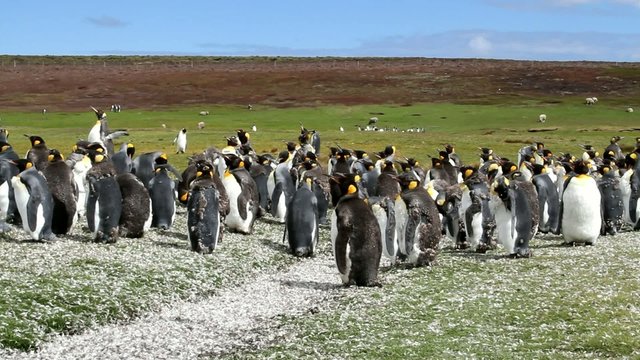Young king penguin moulting