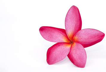 The pink frangipani  flower isolated on the white background