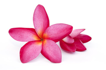 The pink frangipani  flower isolated on the white background