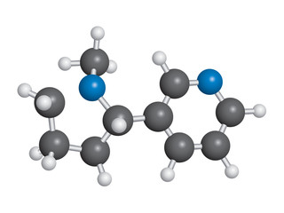 Nicotine molecule ball and stick model - C10H14N2