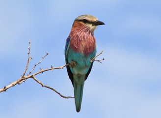 Lilac-breasted roller - African Wild Birds of Color