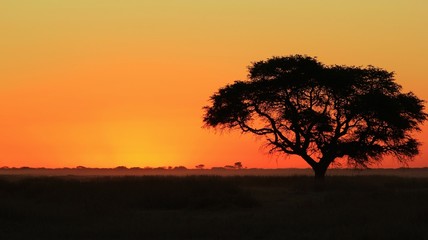 Fototapeta na wymiar Zachód słońca na afrykańskich równinach - Złoty topione