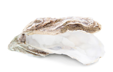 Open oyster isolated on white