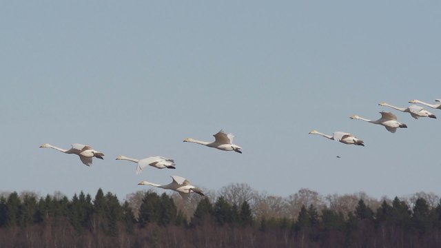 Fr&uuml;hling in Schweden - Wasserv&ouml;gel