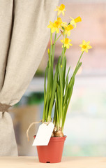 Beautiful yellow daffodils in flowerpot on window background