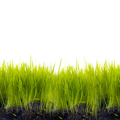 Fototapeta premium Grass with soil