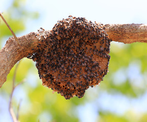 Honeybee swarm hanging