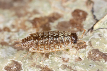 Woodlouse on wood, macro photo