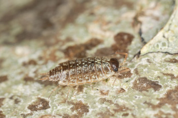 Woodlouse on wood, macro photo