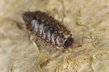Woodlouse on wood, macro photo