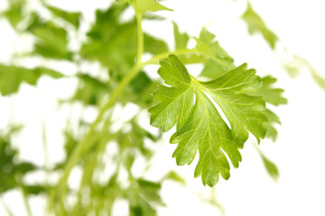 Fototapeta na wymiar green, organic parsley