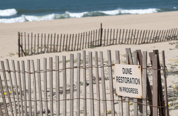 Dune restoration