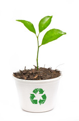 Small orange tree potted in paper recycle pot isolated on white