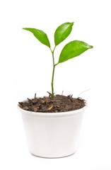 Small orange tree potted in paper recycle pot isolated on white