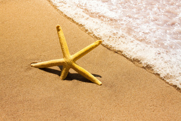 starfish in the waves
