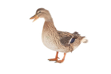 wild duck
