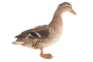 wild duck