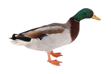 wild duck
