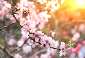 Peach blossom