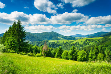 forest on the green grassy meadow in mountains. wonderful sunny weather at noon
