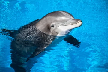 Abwaschbare Fototapete Delfine Delfin