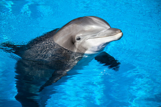 Dolphin