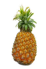 pineapple isolftad
