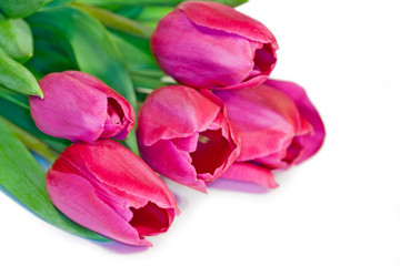 Obraz premium flower tulip closeup