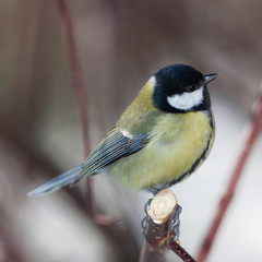 Obraz premium Parus major closeup