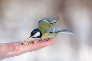 prey in its beak