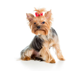 puppy yorkshire terrier isolated on white background