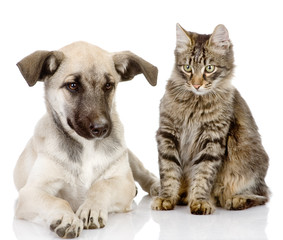 cat and dog together. Isolated on a white background