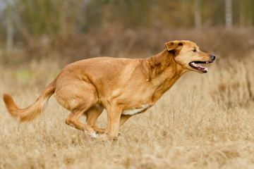 Mischlingshund in Action