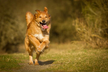 Mischlingshund in Bewegung