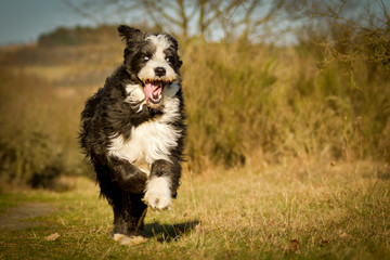 Bobtailmischling in Bewegung