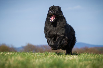 Neufundländer in Action!