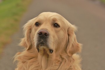 Obraz premium chien
