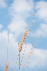 The flower of Imperata cylindrical Beauv grass