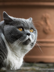 Britisch Kurzhaar Katze im Freien