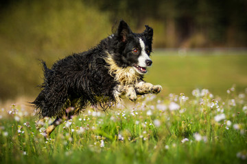 Mini Australian Shepherd in Bewegung