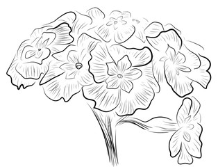 Sketch of primula flowers