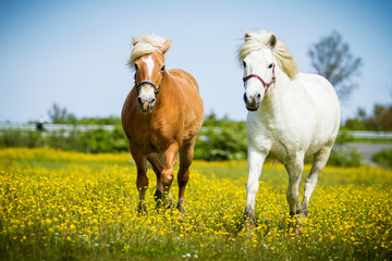 Pferdefreunde © hemlep