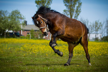 Freudensprung eines Ponys © hemlep