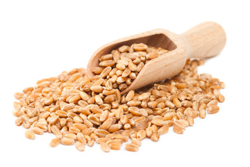 wheat grains in wooden scoop