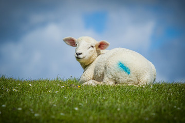 Lamm