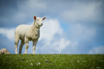 Lamm