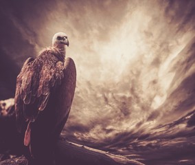 Fototapeta premium Eagle sitting on a log against stormy sky