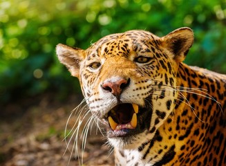 Close-up shot of a gorgeous roaring leopard